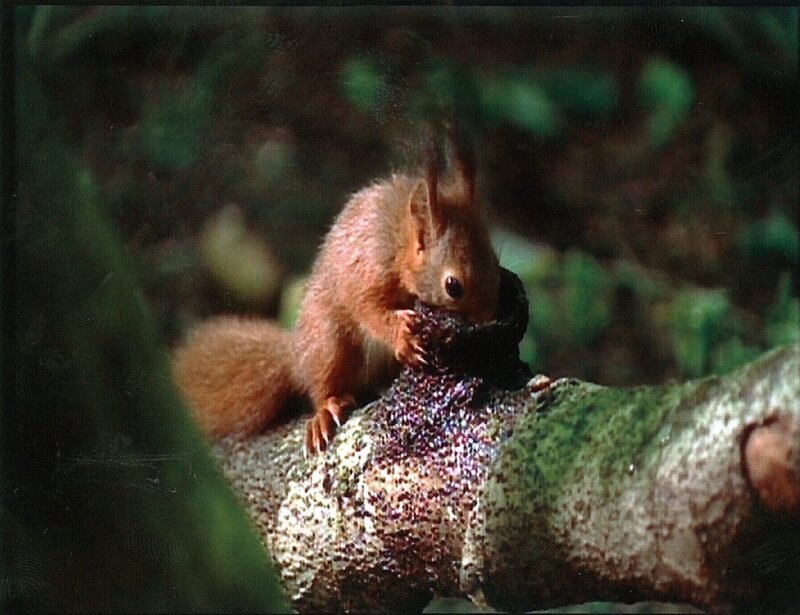 Eichhörnchen. – Bild: ZDF/​Bayerischer Rundfunk