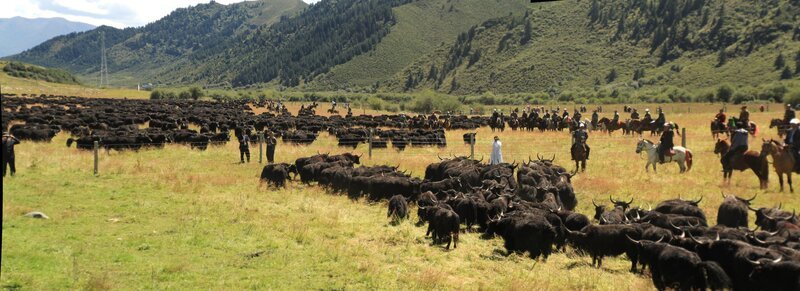 Datong-Yak-Herde. Sie leben weitab in der riesigen und unzugänglichen Steppe in Chinas wildem Westen – die letzten wilden Yaks. Noch etwa 20.000 dieser eindrucksvollen Hochgebirgsrinder haben sich hierher zurückgezogen. – Bild: BR/​Jan Kerckhoff/​Susanne Delonge