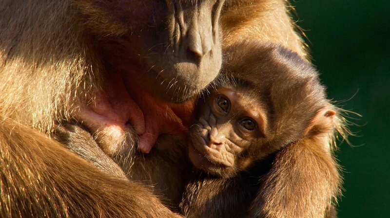 Dscheladas sind der ganze Stolz des Naturzoos Rheine. Seit Jahren ist die Zucht der seltenen Pavioane hier erfolgreich. – Bild: WDR/​Light & Shadow GmbH/​ Christian Baumeister