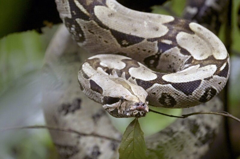 In den Tropenwäldern jenseits der Berge sind seltene Arten wie die Anakonda zu finden. – Bild: FRENCH CONNECTION FILMS