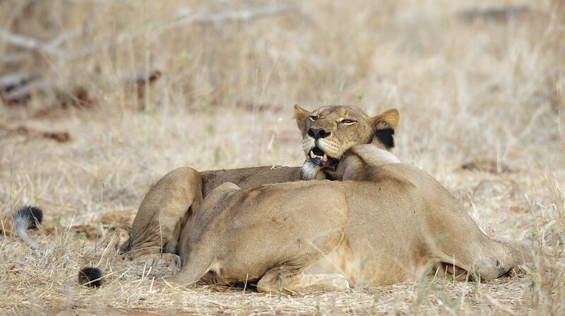 Der Zusammenhalt im Löwenrudel ist wichtig für seinen Fortbestand. Die gegenseitige Fellpflege stärkt die soziale Bindung zwischen den Weibchen. – Bild: BR/​NDR/​TMFS Marc Moll