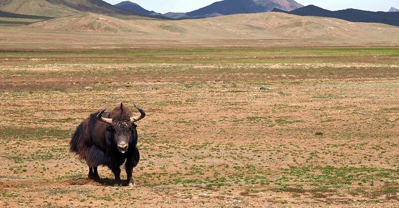Sie leben weitab in der riesigen und unzugänglichen Steppe in Chinas wildem Westen – die letzten wilden Yaks. Noch etwa 20.000 dieser eindrucksvollen Hochgebirgsrinder haben sich hierher zurückgezogen. – Bild: BR/​Jan Kerckhoff/​Susanne Delonge