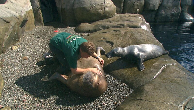 Tierpfleger Dirk Stutzki macht mit Neseyka heute ein besonderes Training. – Bild: NDR/​DocLights GmbH