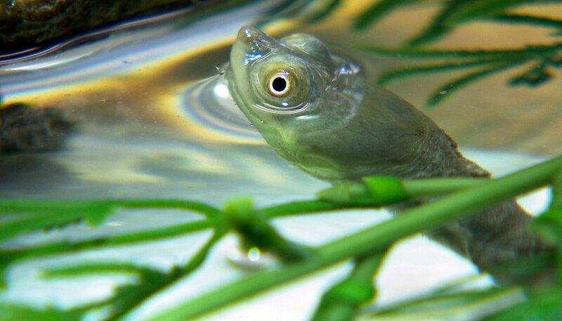 Im Quarantänebecken können sich die kleinen Schildkröten gut verstecken. – Bild: NDR/​DocLights GmbH