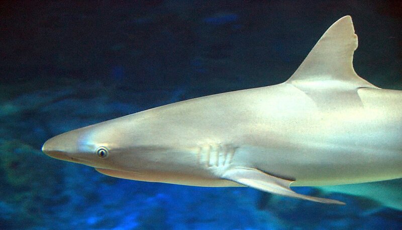 ARD/​NDR LEOPARD, SEEBÄR & CO., FOLGE 144, am Mittwoch (08.05.13) um 16:10 Uhr im ERSTEN. Kein Nachwuchs im Ha-Atolli. – Bild: NDR/​DocLights GmbH