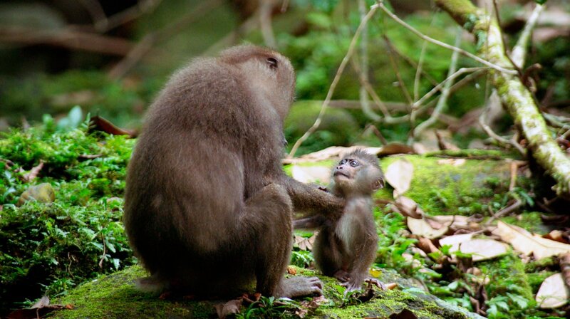 Das Drill Weibchen Tikki mit dem kleinen Sipoti. – Bild: NDR/​DOCLIGHTS GMBH/​Tania Escobar