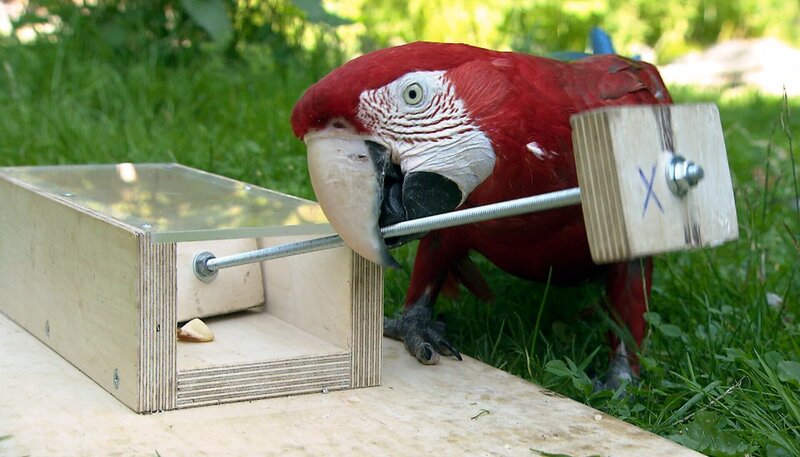 ARD/​NDR LEOPARD, SEEBÄR & CO., FOLGE 142, Ara Olli hat das Prinzip begriffen. – Bild: NDR/​DocLights GmbH