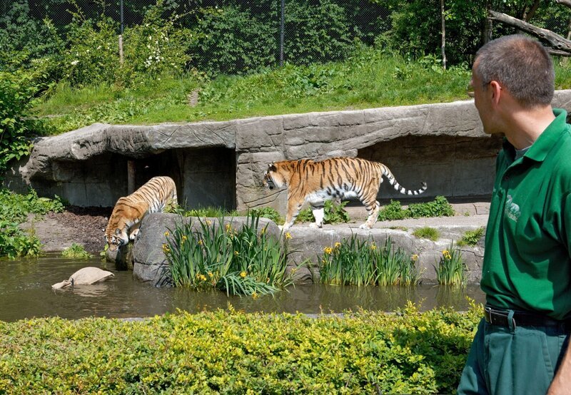 Uwe Fischer bei den Tigern. – Bild: NDR/​Sandra Hoever