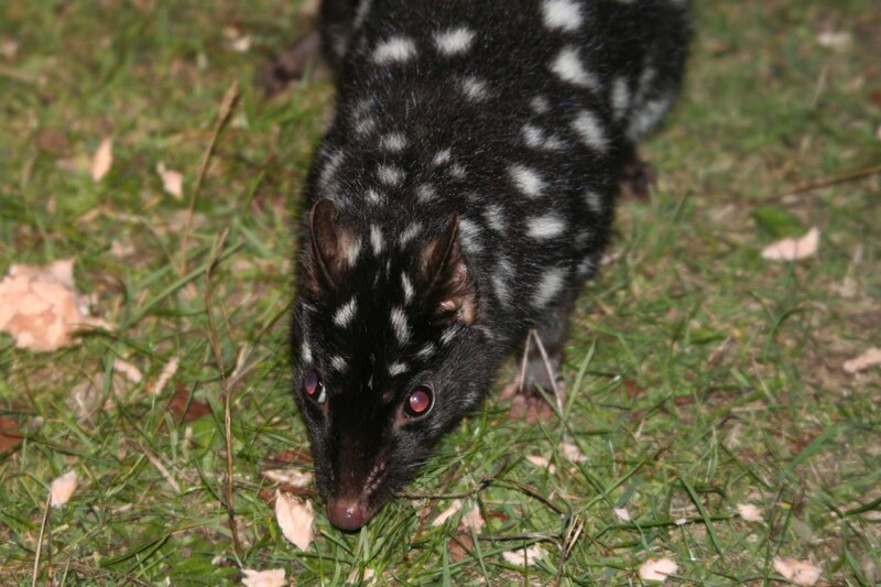 Der Tüpfelmarder, ein nachtaktiver Beutler, lebt auf der südöstlich von Australien gelegenen Insel Tasmanien. – Bild: BR/​Angelika Sigl