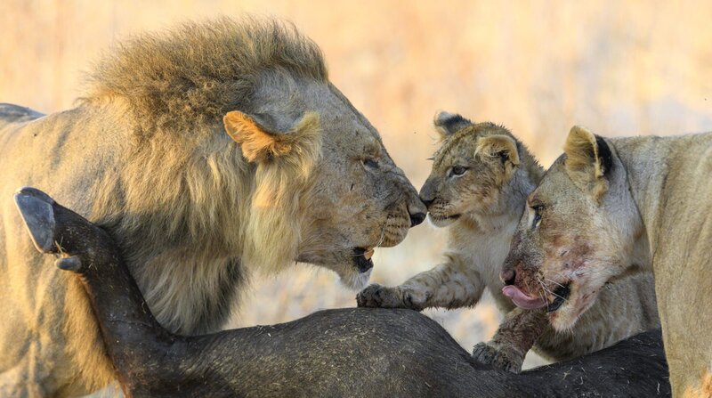 Beim Aufteilen der Beute wird der freche Nachwuchs vom Vater in die Schranken gewiesen. – Bild: BR/​NDR/​TMFS Marc Moll