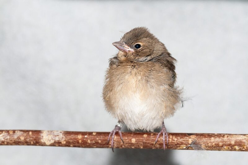 Buchfink-Nestling. – Bild: ZDF und ORF/​PKM Fimproduktion/​Leander Khil