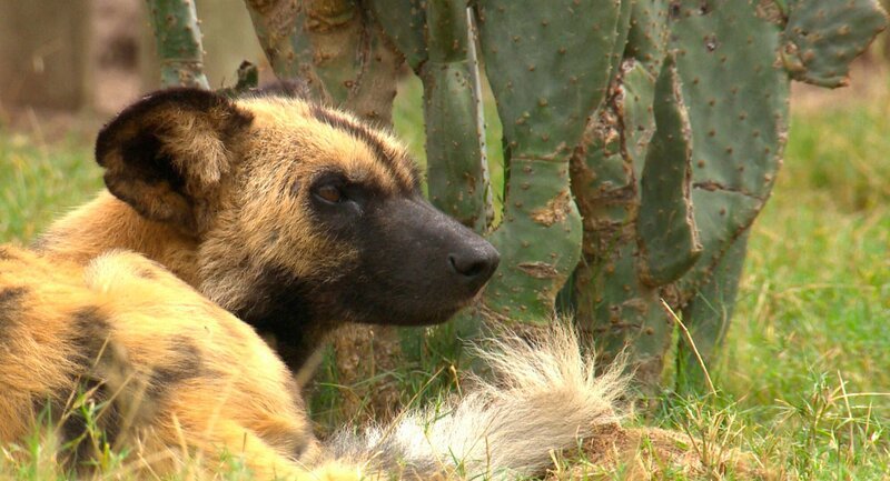 Schwer verletzt hat es Wildhund Tom zurückgeschafft. Nun müssen die Wunden heilen. Deshalb bekommt Tom ein Einzelgehege – in Hörweite zu seinem Freund Jabu. Durch einen Deckentausch sollen sie sich auch riechen können, aber Tom streikt. – Bild: SWR/​Christian Marohl