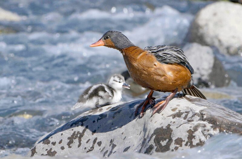 Die Wasseramsel ist ein faszinierender Vogel, der für seine Fähigkeit bekannt ist, in schnell fließenden Gewässern zu jagen und zu leben. – Bild: Marin Portier