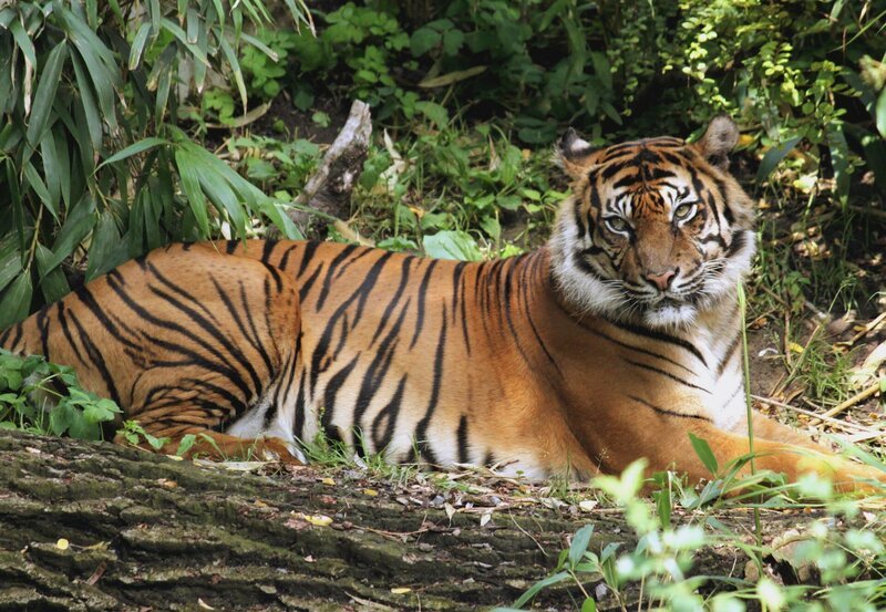 Aquarium: In der Wilhelma können zahlreiche Aquarien besichtigt werden, die aber alle auch regelmäßig gereinigt werden müssen. – Bild: SWR/​Jens Klinger