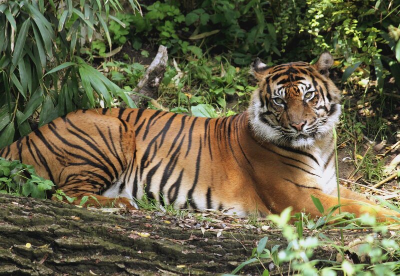 Aquarium: In der Wilhelma können zahlreiche Aquarien besichtigt werden, die aber alle auch regelmäßig gereinigt werden müssen. – Bild: SWR/​Jens Klinger