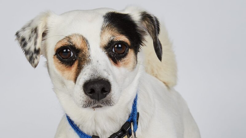 Hund. – Bild: TLC (DEUT)
