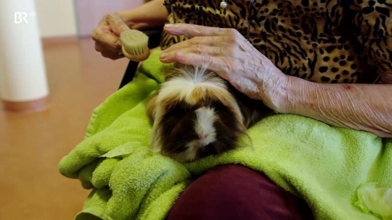 Auch im Seniorenheim wird tiergestützte Therapie eingesetzt: Eine Bewohnerin kümmert sich um ein Meerschweinchen. – Bild: 3sat Auch im Seniorenheim wird tiergestützte Therapie eingesetzt: Eine Bewohnerin kümmert sich um ein Meerschweinchen. – Bild: 3sat