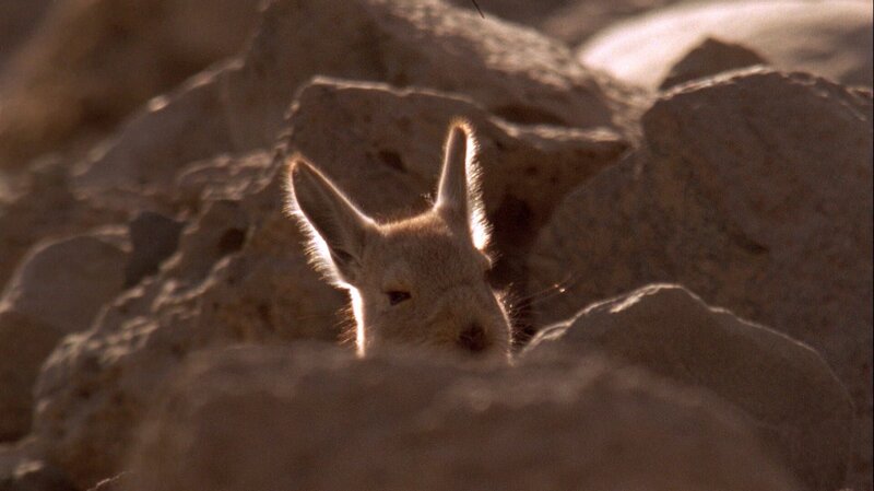 Mit ihnen in einem Lebensraum lebt eine Hasenmaus, das Viscacha (im Bild). Es bedarf optimaler Anpassungen in 4000 Meter Höhe, auf dem Altiplano, überleben zu können. Dieser Lebensraum ist nur etwas für Spezialisten. Die raue Gebirgslandschaft oberhalb der Baum- und unterhalb der Schneegrenze stellt die Tiere vor große Herausforderungen. – Bild: BR