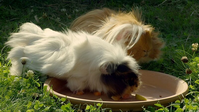 Das Meerschweinchenpaar Nina und Manfred – Bild: WDR/​Die Sendung mit dem Elefanten