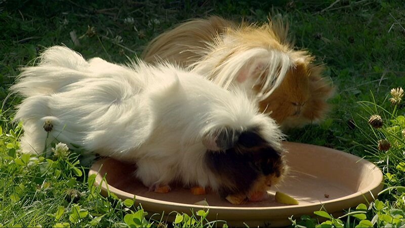 Das Meerschweinchenpaar Nina und Manfred – Bild: WDR/​Die Sendung mit dem Elefanten