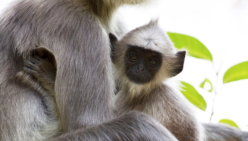 Hanuman-Languren sind Pflanzenfresser, sie leben meist in Haremsgruppen zusammen. – Bild: PHOENIX/​ARTE/​ZDF/​Antony Pyper