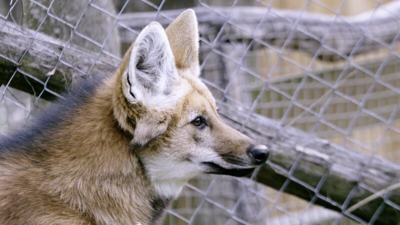 Mähnenwolf – Bild: @Red Bull Media House/​ServusTV