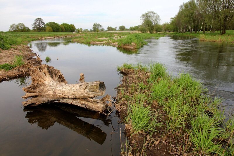 Der Spreewald gilt als Naturparadies und ist bekannt für seine reiche Artenvielfalt. Doch inmitten dieser Idylle brodelt ein Konflikt: Es geht um die Ausweisung neuer Wildnisgebiete und die Zukunft des Waldes. Im Kern steht die Frage: Wie viel Wildnis ist zu viel? – Renaturierung der Spree. – Bild: rbb/​Wolfgang Albus