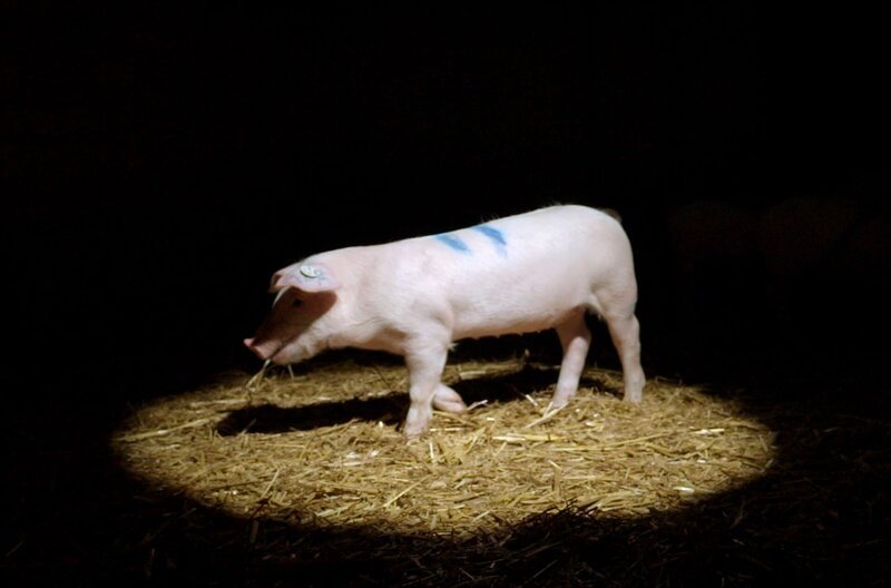 Wie misst man den IQ eines Schweins? – Bild: NDR/​ARTE