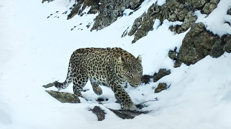 Die abgelegenen und schwer zugänglichen Täler des Kaukasus sind die Heimat des Persischen Leopardens, der seltensten Raubkatze unseres Kontinents. Ein Film von Christian Baumeister. Erzählt von Benno Fürmann. – Bild: WDR/​Light & Shadow GmbH