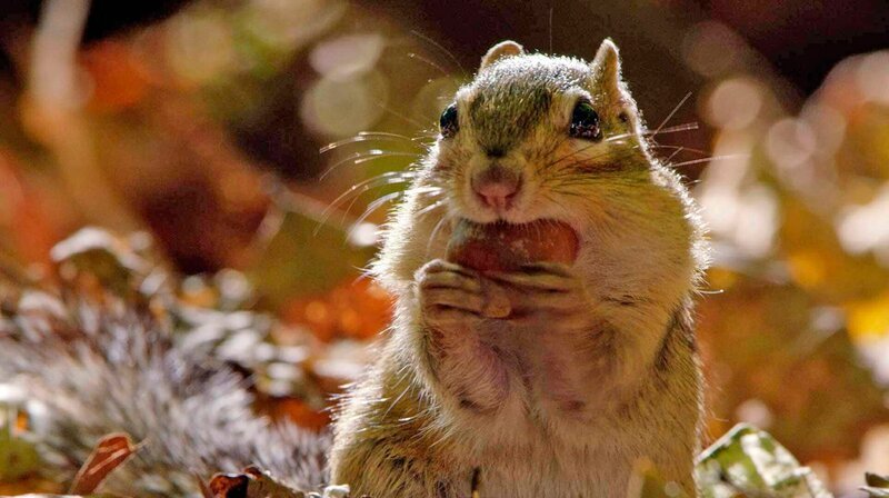 Der Herbst zeichnet eine bemerkenswerte Jahreszeit des Wandels auf – junge Basstölpel springen von gefährlichen Klippen, während Streifenhörnchen um die Wintervorräte rennen und Prärie-Klapperschlangen lebende Junge gebären. – Bild: phoenix/​ZDF/​arte F