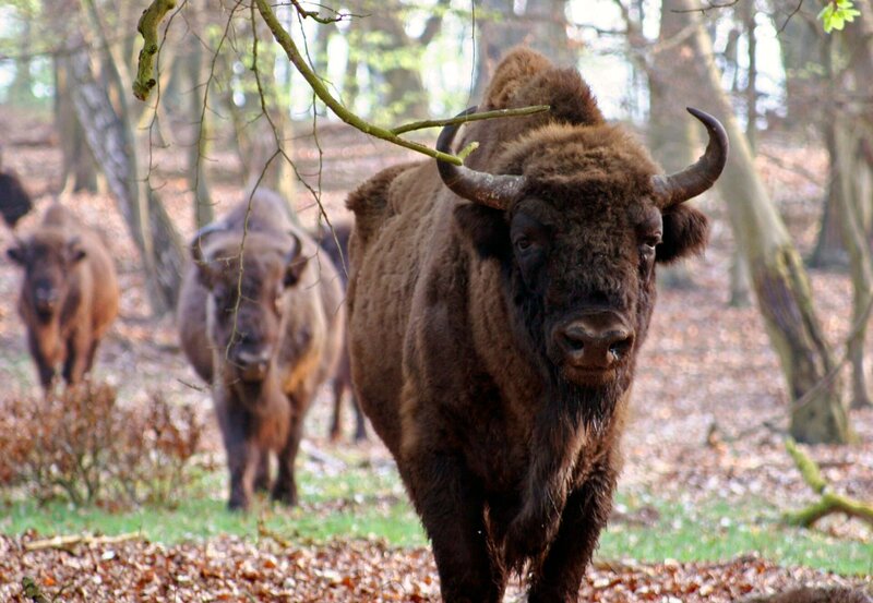 Einst bevölkerten große Herden von Wisenten die Mecklenburger Landschaft – heute werden sie im Damerower Werder zur Arterhaltung gezüchtet. – Bild: NDR/​NDR Naturfilm 2007