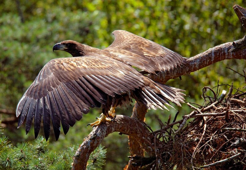 Seeadler ziehen an den Ufern der großen und kleinen Seen ihren Nachwuchs auf. – Bild: HR/​NDR/​NDR Naturfilm