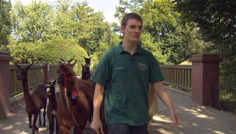 ARD/​NDR LEOPARD, SEEBÄR & CO., FOLGE 147, Azubi Patrick Herinrich unterwegs mit den Alpakas. – Bild: NDR/​DocLights GmbH