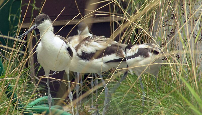 Die Säbelschnäbler fühlen sich wohl im neuen Zuhause. – Bild: NDR/​DocLights GmbH