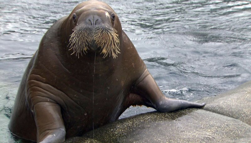 Neseyka versteht nicht, wie sie an ihr Futter kommen soll. – Bild: NDR/​DocLights GmbH