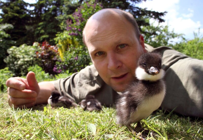 Nachdem ein Bussard die Entenmutter tötete, wurde Tierfilmer Christoph Hauschild zur Ersatzmama für kleine Schellenten. – Bild: NDR/​NDR Naturfilm