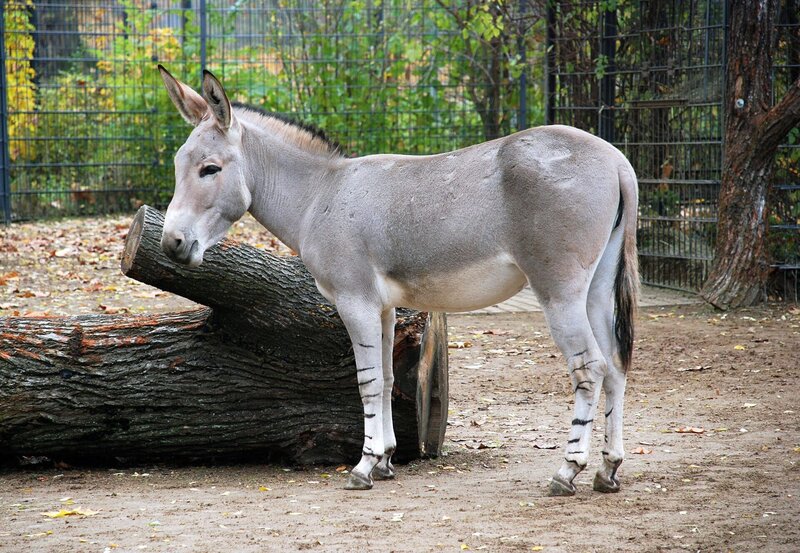 ARD/​SWR EISBÄR, AFFE & CO FOLGE 158, „Zoogeschichten aus Stuttgart“, am Dienstag (14.12.10) um 16:10 Uhr im ERSTEN. Seit Jahren kann die Wilhelma bei der Zucht der Somaliwildesel, die vom Aussterben bedroht sind, Erfolge verbuchen. Eine der Stuten ist wieder trächtig. – Bild: SWR/​Jens Klingler