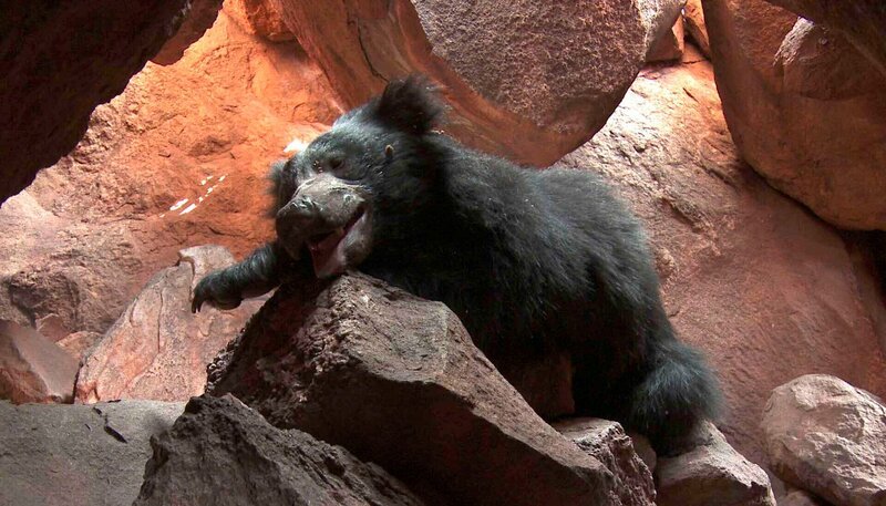 Der Lohn für die Mühe – Balu, das junge Lippenbär Männchen, schläft direkt vor der versteckten Kamera ein. – Bild: NDR/​GULO /​ NDR Naturfilm