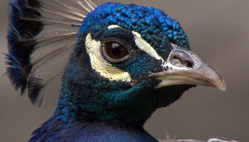 Ein Pfau. – Bild: NDR/​DocLights GmbH
