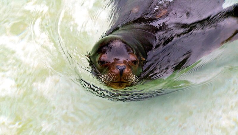 Die Seelöwin Sandra im Zoo Berlin. – Bild: rbb/​Dokfilm