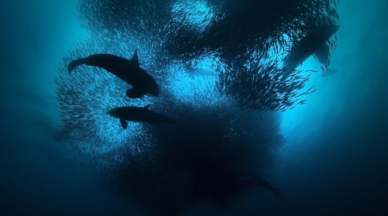 Orcas sind die vielleicht klügsten Jäger der europäischen Meere. Sie setzen auf Teamwork bei der Jagd. – Bild: WDR/​Light & Shadow GmbH