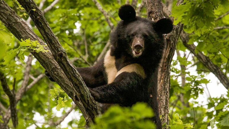 Asiatischer Schwarzbär – Bild: SRF/​Altayfilm