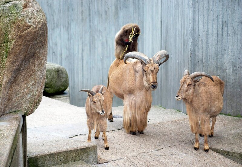 ARD/​SWR EISBÄR, AFFE & CO FOLGE 160, „Zoogeschichten aus Stuttgart“, am Donnerstag (16.12.10) um 16:10 Uhr im ERSTEN. Felsenanlage, Mähnenschafe und Dscheladas: Die Felsenanlage der Wilhelma, wo die Mähnenschafe und die Dscheladas in harmonischer Gemeinschaft leben, ist einer der Schauplätze der heutigen Folge von „Eisbär, Affe & Co“. – Bild: SWR/​Jens Klingler