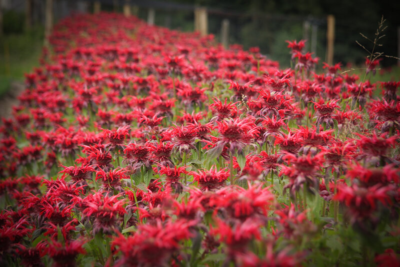 . – Bild: Marco Polo TV