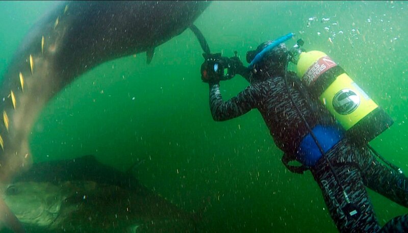 Die Dokumentation über die Blauflossenthunfische war für Rick Rosenthal ein ganz besonderes Anliegen. Sie sind nicht nur extrem schwer zu filmen, sondern seiner Meinung nach auch eine faszinierende Art und unbedingt schützenswert. – Bild: NDR/​NDR Naturfilm