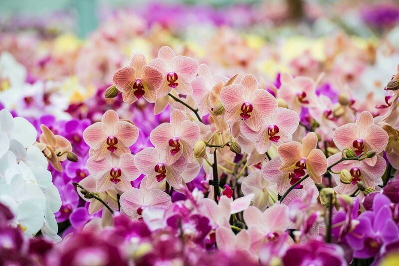 Orchids – Bild: DF1
