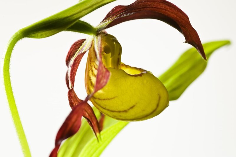 Yellow lady’s slipper, orchid, North America – Bild: port.hu