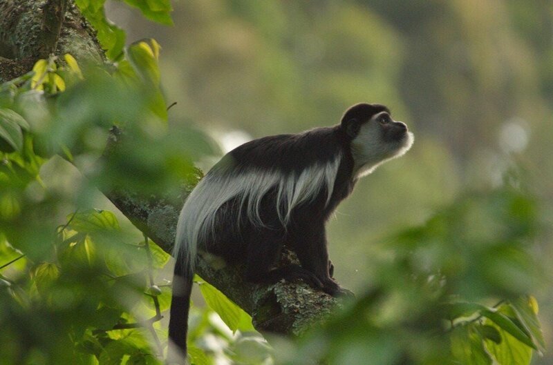 Ein Angola-Stummelaffe im Nyungwe-Nationalpark – Bild: port.hu