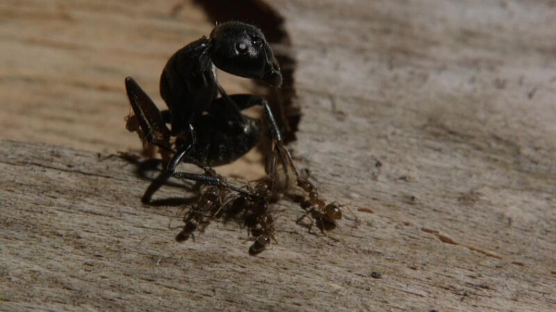 David gegen Goliath: Argentinische Ameisen kämpfen gegen eine schwarze Holzameise. – Bild: BR/​Stefan Geier