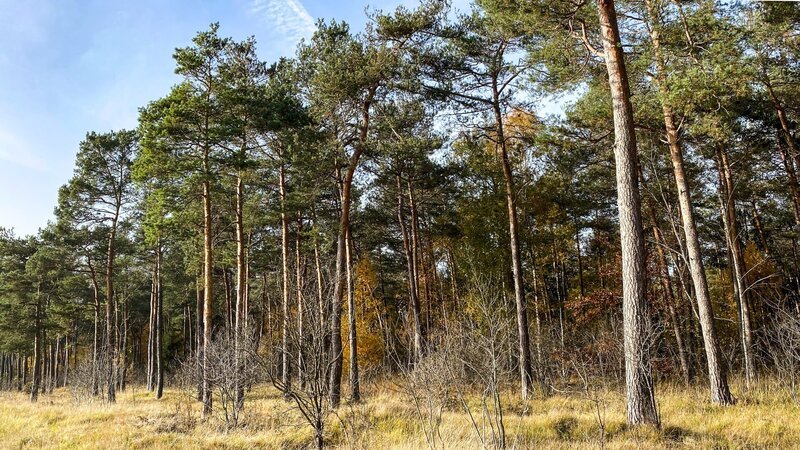 Kiefern können bis zu 40 Meter hoch werden. – Bild: BR/​Sylvia Bentele